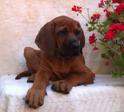 Rhodesian Ridgeback piękne szczenięta wystawowe FCI. 5