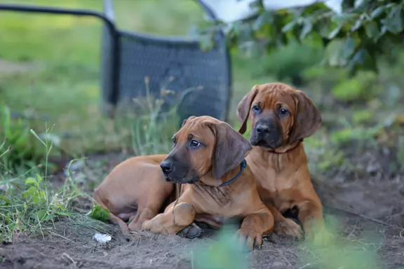 Rhodesian Ridgeback piękne szczenięta wystawowe FCI. 9