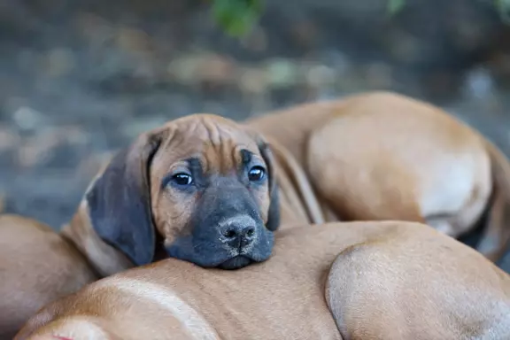 Rhodesian Ridgeback piękne szczenięta wystawowe FCI. 10