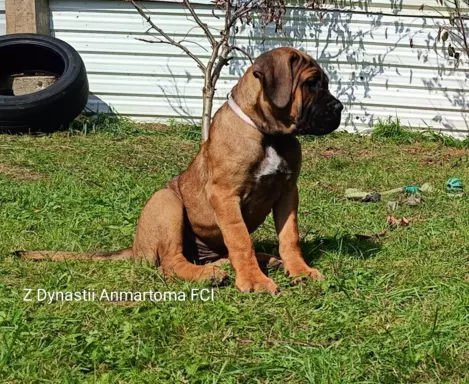 Cane Corso ZKwP/FCI, szczenięta - suczki 3