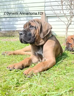 Cane Corso ZKwP/FCI, szczenięta - suczki 1