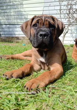 Cane Corso ZKwP/FCI, szczenięta - suczki 4