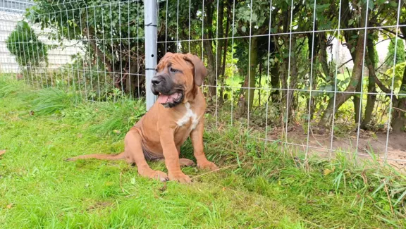 Cane Corso ZKwP/FCI, szczenięta - suczki 2