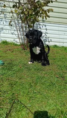 Cane Corso ZKwP/FCI, szczenięta - suczki 5