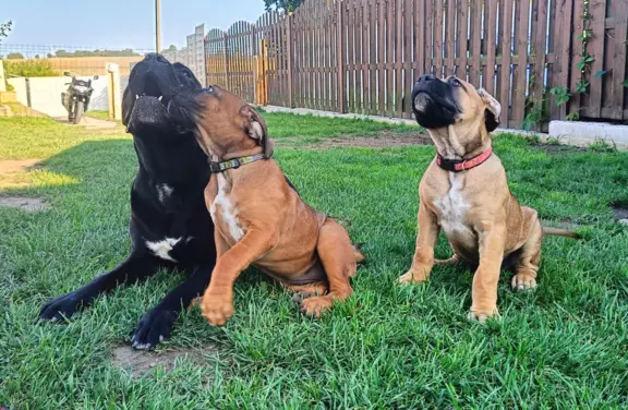 Cane Corso ZKwP/FCI, szczenięta - suczki 6