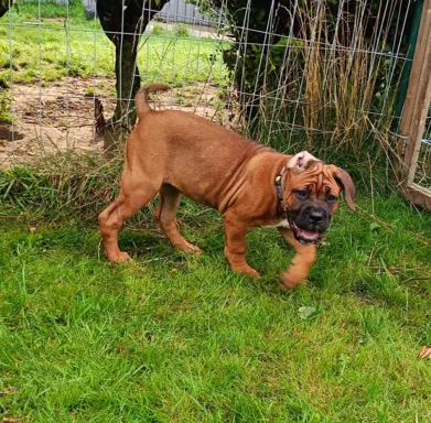 Cane Corso ZKwP/FCI, szczenięta - suczki 7