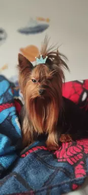 Samiec Yorkshire terrier odchowany 3