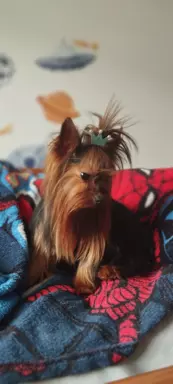 Samiec Yorkshire terrier odchowany 4