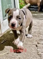 Szczeniaki Amstaff szukają dobrego domu 1