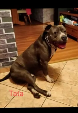 Szczeniaki Amstaff szukają dobrego domu 3