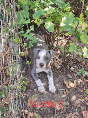 Szczeniaki Amstaff szukają dobrego domu 4