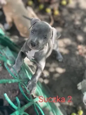 Szczeniaki Amstaff szukają dobrego domu 2