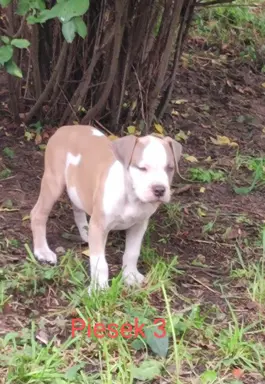 Szczeniaki Amstaff szukają dobrego domu 6