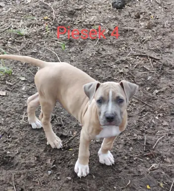 Szczeniaki Amstaff szukają dobrego domu 7