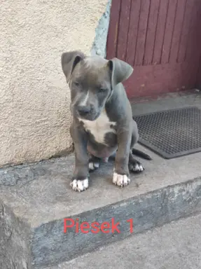 Szczeniaki Amstaff szukają dobrego domu 5