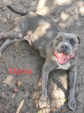 Szczeniaki Amstaff szukają dobrego domu 8