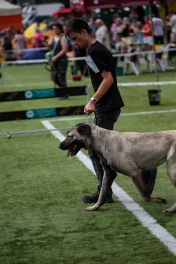 Szczenięta rasy kangal (FCI) 1