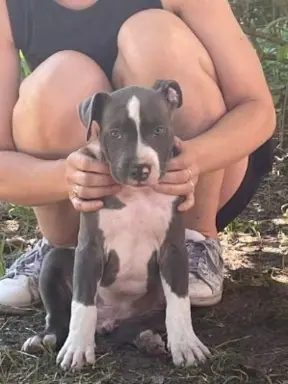 Szczeniaki Amstaff szukają dobrego domu 9