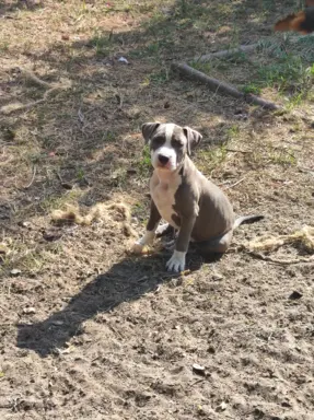 Szczeniaki Amstaff szukają dobrego domu 10