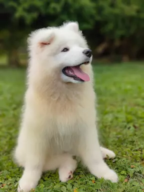 Sprzedam piękne szczenię, samiec Samoyed 2