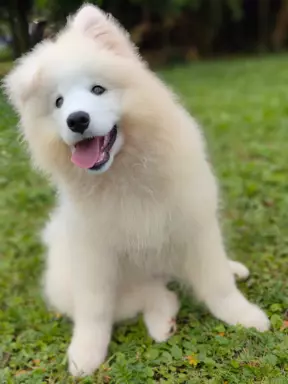 Sprzedam piękne szczenię, samiec Samoyed 6