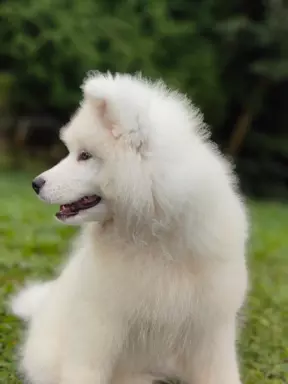 Sprzedam piękne szczenię, samiec Samoyed 3