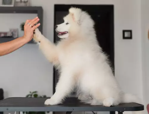 Sprzedam piękne szczenię, samiec Samoyed 4