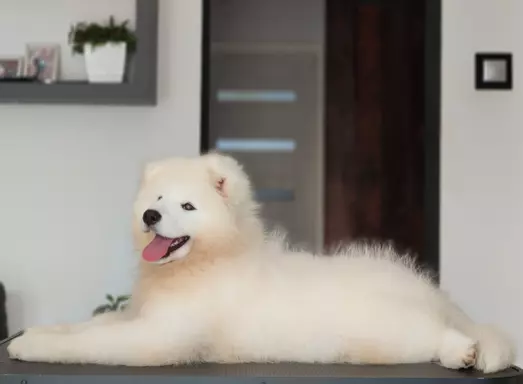 Sprzedam piękne szczenię, samiec Samoyed 7