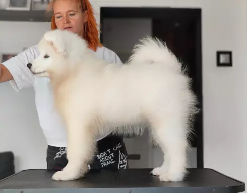 Sprzedam piękne szczenię, samiec Samoyed 5