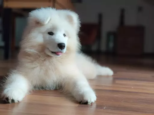 Sprzedam piękne szczenię, samiec Samoyed 8