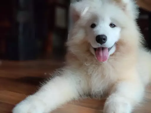 Sprzedam piękne szczenię, samiec Samoyed 9