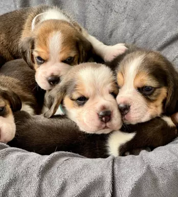 Beagle FCI. Badania genetyczne 5