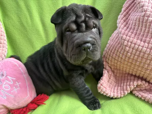 SHAR-PEI hodowla domowa shar pei FCI szczeniaczek do odbioru 2