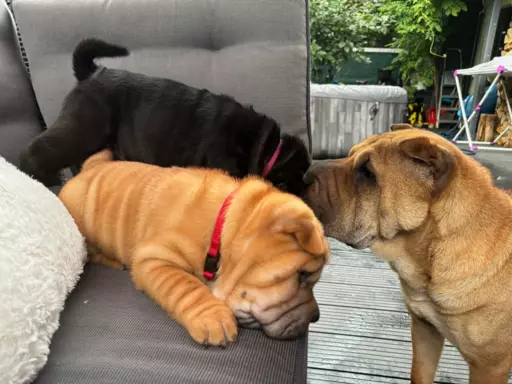 SHAR-PEI hodowla domowa shar pei FCI szczeniaczek do odbioru 5