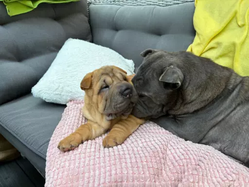 SHAR-PEI hodowla domowa shar pei FCI szczeniaczek do odbioru 7