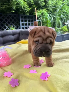 SHAR-PEI hodowla domowa shar pei FCI szczeniaczek do odbioru 9