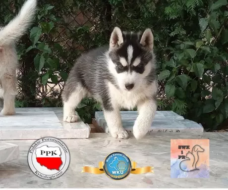 Siberian Husky piesek 1