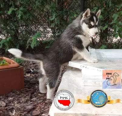 Siberian Husky piesek 2