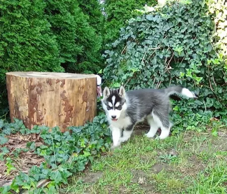 Siberian Husky piesek 3