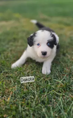 Piękne szczenięta Border Collie 5