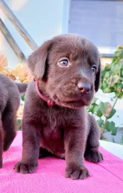 Labrador Czekoladowy - Szczenieta 8