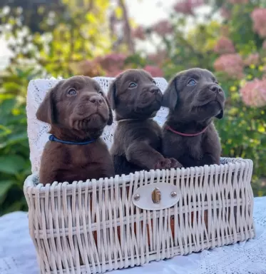 Labrador Czekoladowy - Szczenieta 7