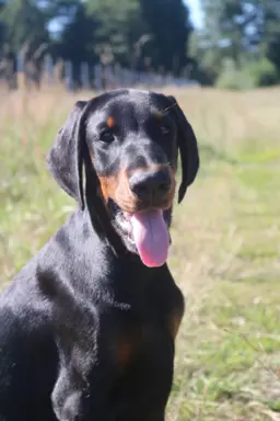 Doberman obiecujący piesek gotowy do odbioru ZKwP/FCI 1