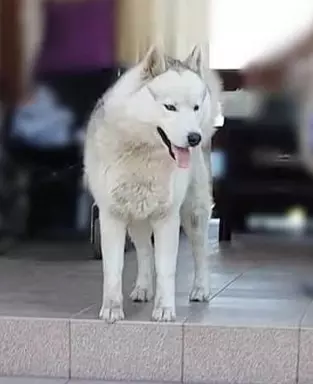 Siberian Husky piesek-zielonooki 4