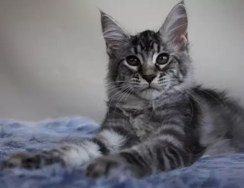 Dwa kociaki maine coon 2