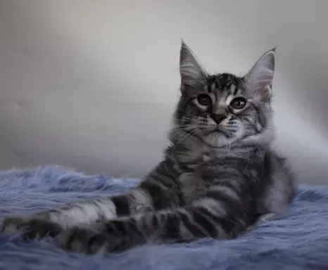 Dwa kociaki maine coon 3