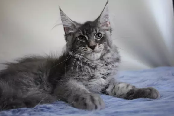 Dwa kociaki maine coon 4