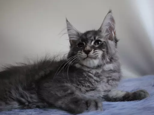 Dwa kociaki maine coon 5