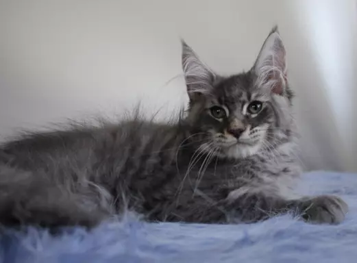 Dwa kociaki maine coon 6