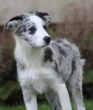 Border collie ZKWP 2